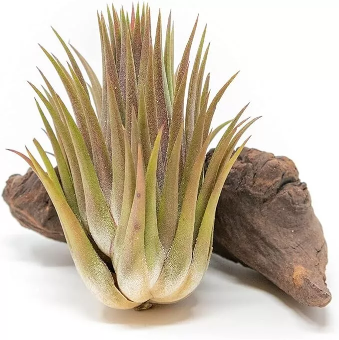 Jumbo Ionantha Guatemala &#39;Macho&#39; Air Plants- Wholesale, Easy Care Indoor... - $23.63