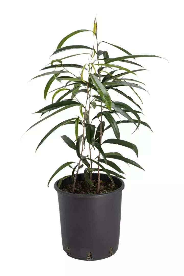 Ficus Sabre 4&quot; pot Ficus longifolia Narrow Leaf Fig Plant Banana Leaf Fig Ht7 - £27.00 GBP