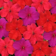 50 Impatiens Seeds Impatiens Impreza Intense Mix - £16.38 GBP