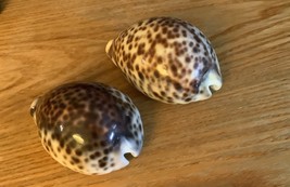 Tiger Cowrie Shells - $11.99