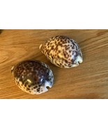 Tiger Cowrie Shells - $16.81 CAD