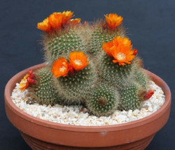 Parodia microsperma notocactus exotic flowering cacti rare cactus seed 100 SEEDS - £11.14 GBP