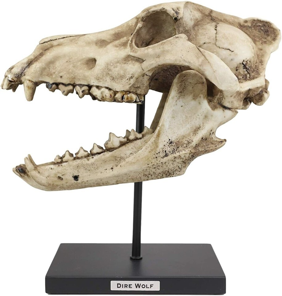 Ebros Direwolf Fossil Skull Statue On Pole Mount and Brass Name Plate 12.5" Long Item image 6