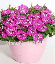 300Pcs Petunia Seeds Rose Pink Big Flowers With White Spots Garden USA Seller - $20.00