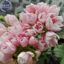 Geranium Light Peach Pink Ball Flower Seeds - £6.62 GBP