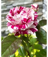 HT Intensely Strong Fragrance Henri Matisse Rose 5 Cuttings For Planting... - $31.13
