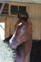 8x10 color photo of Songbird headshot  in stall - £16.06 GBP