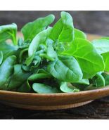 Heirloom Organic New Zealand Spinach Seeds - $4.95