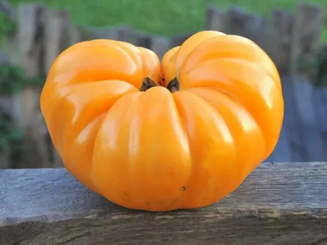 30 Seeds Dr. Wyche&#39;s Yellow Beefsteak Tomato Easy Grow - £6.37 GBP