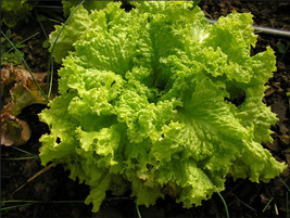 SEPT Lettuce Seeds Leaf Grand Rapids Seeds - £4.39 GBP