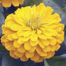 Zinnia Seeds Zinnia Short Stuff Gold 25 Flower Seeds Garden USA Seeds - $13.00