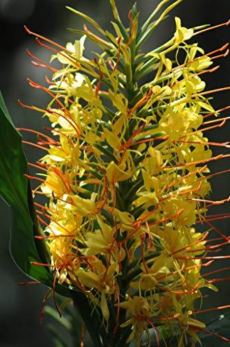 Kahili Yellow Regal Hawaiian Kahili Ginger Root 1 Pk Root Aprox. 1 to 3 inches # - $23.88