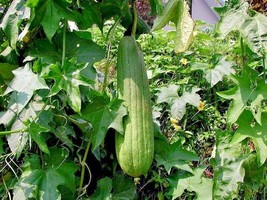 30+ Luffa Sponge Gourd Flower Seeds - £15.58 GBP