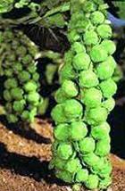 Brussel Sprouts Seed, Churchill, Heirloom, Non GMO, 100+ Seeds, Early Delicious  - $3.99