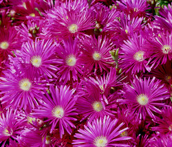 Lampranthus Blandus rare mesembryanthemum stone succulent mesembs seed 100 SEEDS - £11.90 GBP