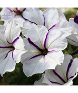 New Fresh White Purple Petunia Seeds 200 Seeds Pack Annual Crazy Sailing White P - $89.18 MXN