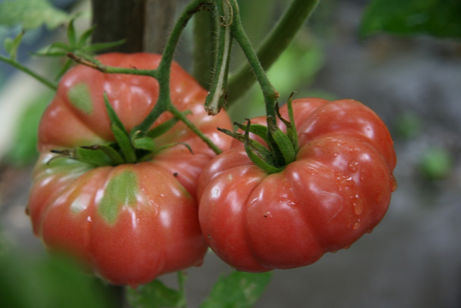Giant Belgium Tomato Seeds 75 Seeds Big Beefsteak Variety Easy To Grow G... - $11.27