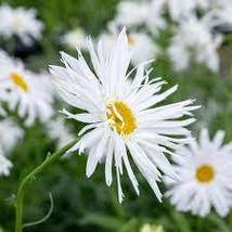 50 Chrysanthemum White Crazy Daisy Seeds Perennial Flower Ox Eye Daisy - $17.96