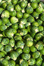 520 Seeds Brussel Sprouts Brussels Sprout New Fast Shipping - $4.02