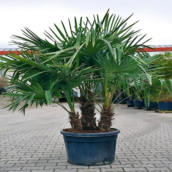 10 Windmill Fan Palm Tree Seeds Trachycarpus Fortunei Most Cold Hardy Palm Plant - £13.50 GBP