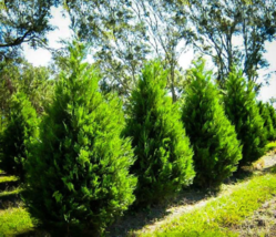 15 Leyland Cypress trees 2 1/2" inch pot image 5