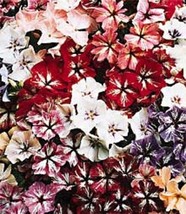 30+ Star Clear Eyelets Phlox Mix Flower Seeds/Umbrella Perennial - $14.27