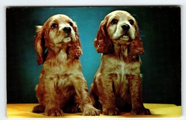 Cocker Spaniel Puppy Dogs Sit Postcard Chrome Curt Teich Vintage Cute Unposted - £6.64 GBP