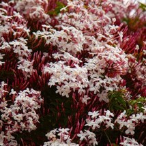 USA SELLER Pink Jasmine Aka Pink Star Jasmine Jasminum Polyanthum Small Rooted S - £33.76 GBP