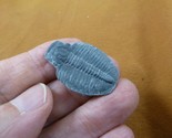 (F704-4) Trilobite fossil trilobites extinct marine arthropod I love fos... - $14.01