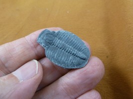(F704-4) Trilobite fossil trilobites extinct marine arthropod I love fos... - $14.01