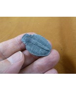 (F704-4) Trilobite fossil trilobites extinct marine arthropod I love fos... - $14.01