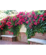 Red Climbing #48 Rose Bush 20 or 100 Seeds~Rare-Free Shipping-USA Seller - £2.36 GBP+