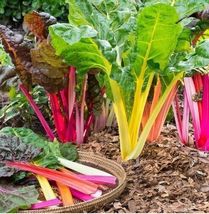 50 Seeds Swiss Chard Rainbow Mix Heirloom Micro Greens Healthy Non-GMO - £9.77 GBP