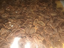 400+ Common Milkweed Seeds (Asclepias Syriaca) Organic (Usa) - £3.95 GBP