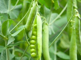 Little Marvel Pea Seeds - Organic &amp; Non Gmo Pea Seeds - Heirloom Seeds -... - £7.83 GBP