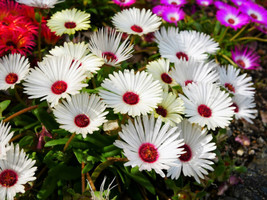 100 Gelato White Ice Plant Mesembryanthemum Daisy Livingstone - £13.58 GBP