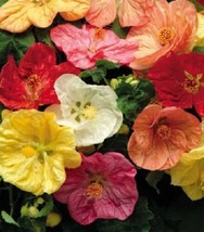 15+ Abutilon HYBISCUS-LIKE Flowering Maple Seed Mix - $9.84