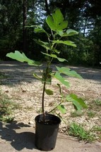 Celeste Fig 1&#39;-3&#39; Tree Healthy Garden Plants Live Plant Sweet Figs Trees Fresh - $140.60