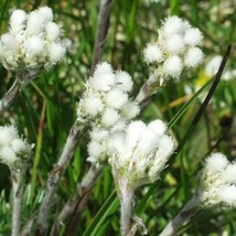 150 White Pussytoes Cats Paws Antennaria Flower Seeds Fresh Seeds - £11.49 GBP