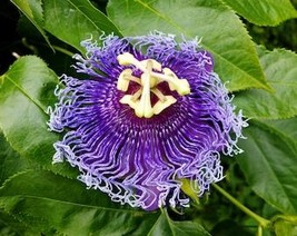 10 Purple Passion Flower Passion Fruit Granadilla Passiflora Incarnata Vine Seed - £7.81 GBP