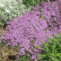 3500 Dwarf Creeping Thyme Seeds Thymus Serpyllum Ground Cover From US - £6.38 GBP