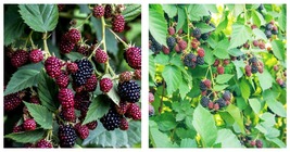 BLACKBERRY SEEDS (Rubus ursinus) Thornless Bush SWEET FRUIT VINE 100 Seeds - £13.32 GBP