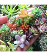 KB 200 Mixed Succulent Seeds Beautiful And Colorful Collection For Garde... - $18.36 CAD