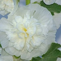 10 Double White Hollyhock Flower Seeds Non-GMO - £3.93 GBP