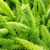 Garden Foxtail Fern Dark Green White Colors 100 PCS Seeds - £9.19 GBP