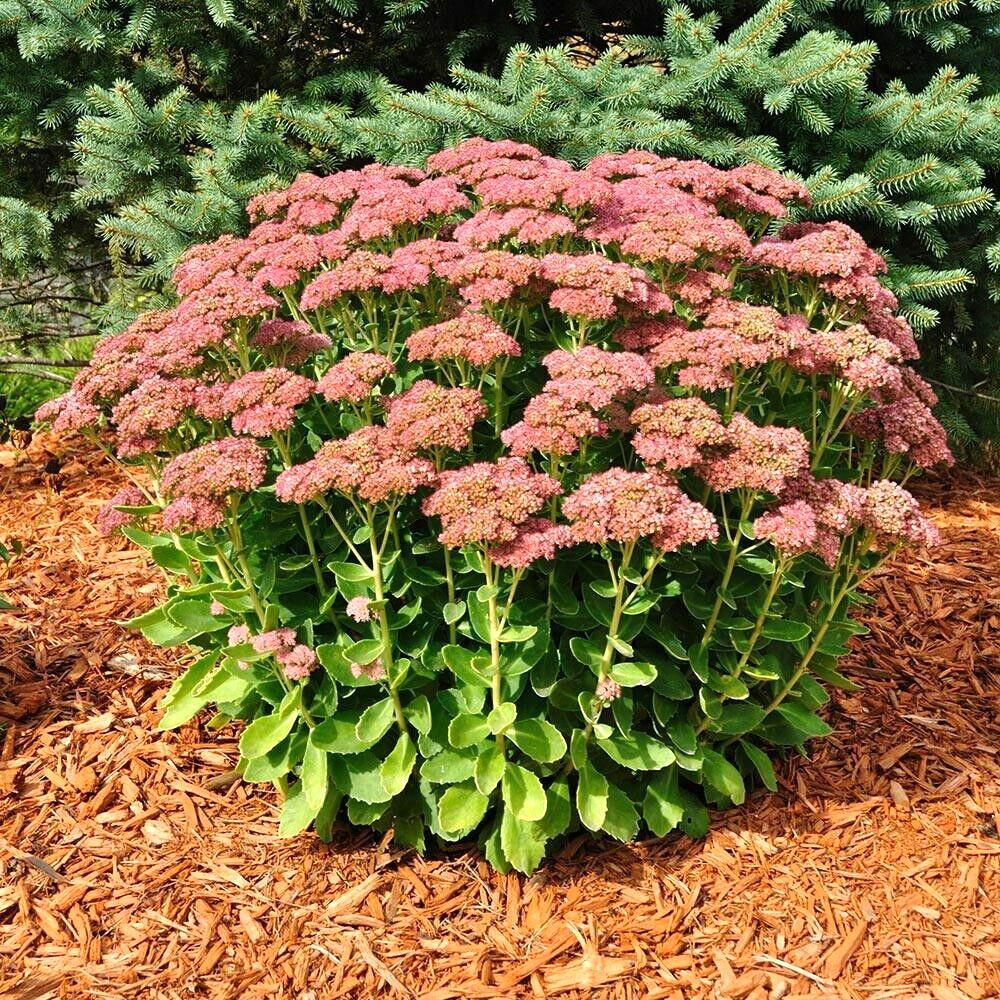 50 Autumn Joy Sedum Seeds Sedum Spectabile Autumn Joy Variegated Leaf Fr... - $12.40