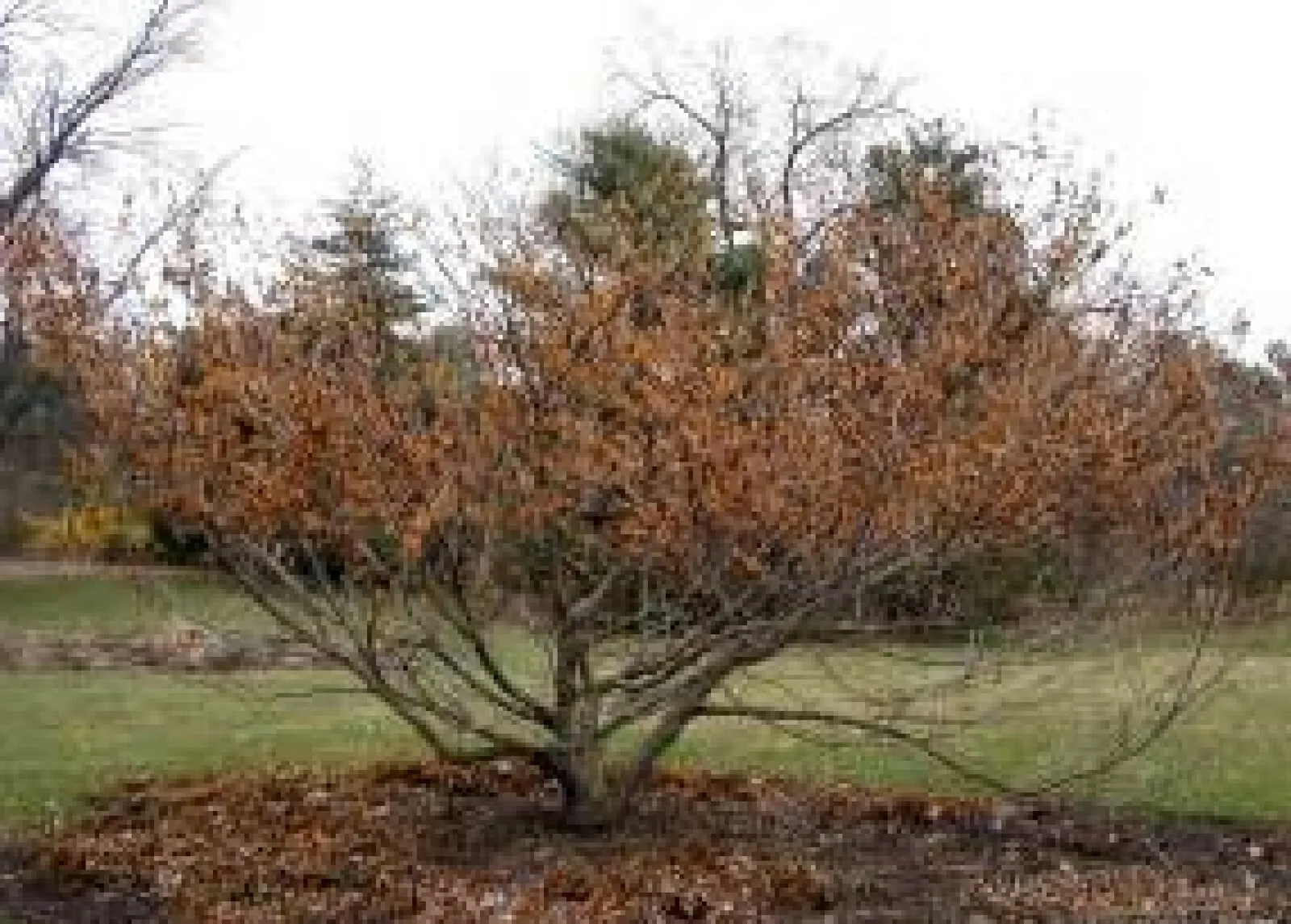 Vernal Witch Hazel Or Hamamelis Vernalis Flowering Shrub 15 Seeds USA Seller - £7.12 GBP