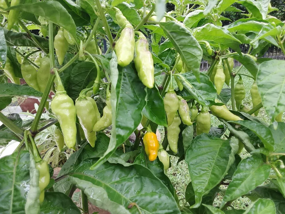 KS Datil Pepper Florida Grown Fresh Organic Non Gmo Planting 35 Seeds  - $9.89