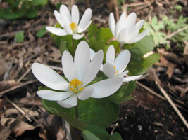 20 Bloodroot roots- (sanguinaria canadensis) image 2