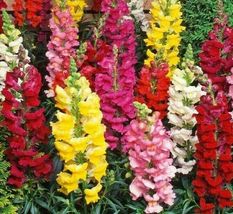 2000 SNAPDRAGON FLOWER SEEDS beautiful TALL MIXED COLORS GARDEN - £5.48 GBP